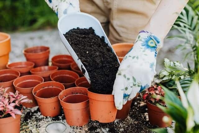 grow plants from seeds - life skills for children