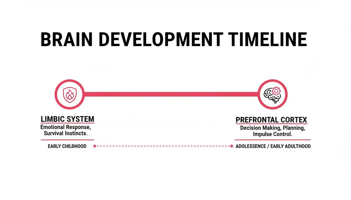 Timeline illustrating brain development from early childhood limbic system to adolescent prefrontal cortex and their functions.